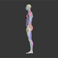 3D Colorful Human Muscle Anatomy Model Medical Device For Medical Education And Anatomical Study